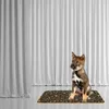 A puppy sits on a mat in front of white curtains. Náhled obrázku produktu
