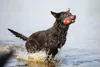 Beeztees Hundespielzeug Splashball blau/rot Produktbild-Vorschau 10