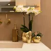 Kolibri Orchids weiße Phalaenopsis-Orchidee Amabilis Produktbild-Vorschau 3
