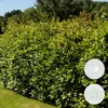 Bloomique - Zestaw 2 sztuk - Laurus Nobilis - Wawrzyn Podgląd zdjęcia produktu 2