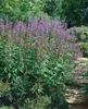 Vitex agnus-castus, Mönchspfeffer, 40–60 cm Produktbild-Vorschau 6