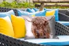 MuchoWow® Outdoor Kissen - Schottisches Hochlandrind - Produktbild-Vorschau 4