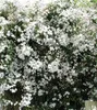 Jasminum officinale - jazmín 50-60 cm v kvetináči Náhľad obrázku produktu 1
