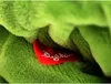 A close-up shot of a green plush toy with a red tag attached. Produktbild-Vorschau