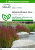 SAFLAX - Japonská krvavá tráva - Imperata cylindrica - 50 Náhled obrázku produktu 1