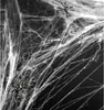 PartyDeco PH60-008, Dekoracja, Biały, Monochromatyczny, Podgląd zdjęcia produktu 6
