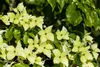 Cornus kousa chinensis 'Schmetterling', Blumen-Hartriegel, Produktbild-Vorschau 8