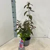 Callicarpa bodinieri Profusion – keř s fialovými bobulemi Náhled obrázku produktu 2