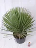 [Palmenlager] XL Yucca rostrata 100/110 cm - Stamm 20/30 cm Produktbild-Vorschau 3