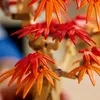 LEGO BOTANICALS 10348 Japanese Red Maple Bonsai Tree Anteprima dell’immagine prodotto 21