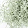 Spanisches Moos - 3 Stk - Tillandsia usneoides - Höhe Produktbild-Vorschau 4