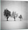 Bilder auf glas - Einteilig - Winter Bäume Schnee - 70x70cm Produktbild-Vorschau 1