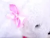 A close-up of a white fluffy toy with a pink satin bow. Podgląd zdjęcia produktu