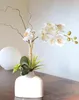 artplants.de Phalaenopsis künstlich TIALDA, Sukkulenten, Produktbild-Vorschau 1