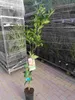 Citrus sinensis Navelina - pravý pomeranč - pomeranč - Náhled obrázku produktu 2