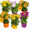 Bloomique - Mix 6 - Osteospermum - Hiszpańska stokrotka - Podgląd zdjęcia produktu 1