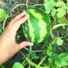 Wassermelone Samen (Citrullus lanatus) - Exotische Melonen Produktbild-Vorschau 4