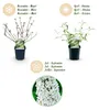 Krzew motylkowy Buddleja davidii White Profusion, zestaw 3 Podgląd zdjęcia produktu 5