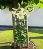 BALDUR Garten 3x Tree-Lily Pretty Woman, Zwiebeln mit Produktbild-Vorschau 3