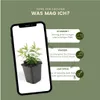 Plants by Frank | 48 Johanniskraut Pflanzen | Hypericum Produktbild-Vorschau 5