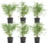 Bloomique - Zestaw 6 szt. - Fargesia Rufa - Bambus - Podgląd zdjęcia produktu 1