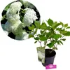 Hydrangea arborescens 'Annabelle', ortensia, 3 litri Topf Anteprima dell’immagine prodotto 1