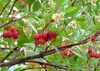 SAFLAX - Erdbeerbaum - 50 Samen - Arbutus unedo Produktbild-Vorschau 4