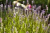 A close-up view of lavender plants in a garden. Produktbild-Vorschau