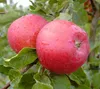 Apfelbaum `Santana´, für Allergiker geeignet, Niedrigstamm Produktbild-Vorschau 3