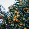 Bloomique - Citrus Kumquat - Zwergorange - Orangenbaum - Produktbild-Vorschau 4