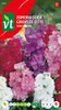 Giroflee D'Ete Varie Samen - Ca. 0,75 gr | VT_893 Produktbild-Vorschau 1