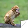 MuchoWow® Poster Affe - Zweig - Natur - Tiere 50x50 cm - Produktbild-Vorschau 1