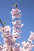 Prunus subhirtella 'Accolade', Zierkirsche, rosa Blüten, Produktbild-Vorschau 6