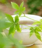 A close-up of green leaves from a Jiaogulan plant resting on the edge of a white bowl filled with liquid. Produktbild-Vorschau