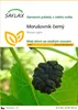 SAFLAX - Morušovník černý - Morus nigra - 200 Semena Náhled obrázku produktu 1