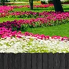 A garden with rows of pink and white flowers, green grass, and a black wooden fence in the foreground. Náhľad obrázku produktu