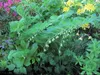 Vielblütiger Salomonsiegel - Polygonatum multiflorum - Tb 9 Produktbild-Vorschau 2