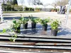 25 Stück Efeu Hedera helix 20 - 35 cm Heckenpflanze Produktbild-Vorschau 6