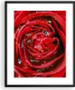 Gerahmtes Poster - Schwarzer Rahmen - Rose Blume Produktbild-Vorschau 1