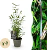 GreenboutiQ - Bambus - Fargesia Black Dragon - Grün - 4 Produktbild-Vorschau 1