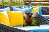MuchoWow® Outdoor Kissen - Schottische Hochlandrind - Kühe Produktbild-Vorschau 4