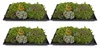 GreenboutiQ - Bodendecker - Winterhart - Sedummatte - Produktbild-Vorschau 9