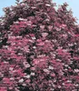BALDUR Garten 1x Holunder Sambucus nigra 'Thundercloud' Produktbild-Vorschau 2