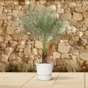 Phoenix Roebelenii - 150 Cm - Ø27 Voir les images du produit 4