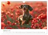 Zauberhafte Dackel (Wandkalender 2027 DIN A4 quer), Produktbild-Vorschau 4