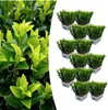 Japonský vrbovec Euonymus japonicus 'Green Spire' Ø7cm, Náhľad obrázku produktu 2