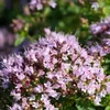 Bloomique - 3er Set - Origanum Vulgare Compactum - Produktbild-Vorschau 3
