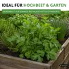 Liebstock Maggikraut Samen - Levisticum officinale - Produktbild-Vorschau 7