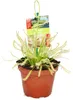 Sonnentau - Drosera capensis - 9cm Topf Náhled obrázku produktu 1