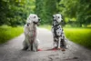 Non-stop dogwear Hundeleine Move Leash grün, Länge: 1,7 m Produktbild-Vorschau 12